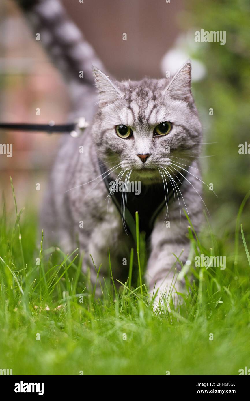 Erwachsene Katze an der Leine Stockfoto