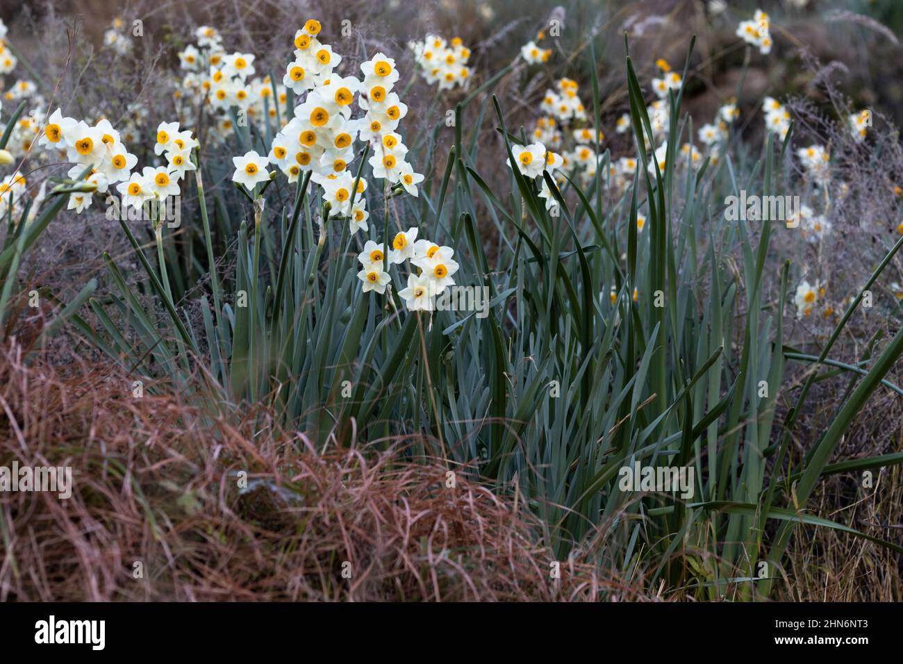 Daffodil-Pflanzen mit weißen Blüten Stockfoto