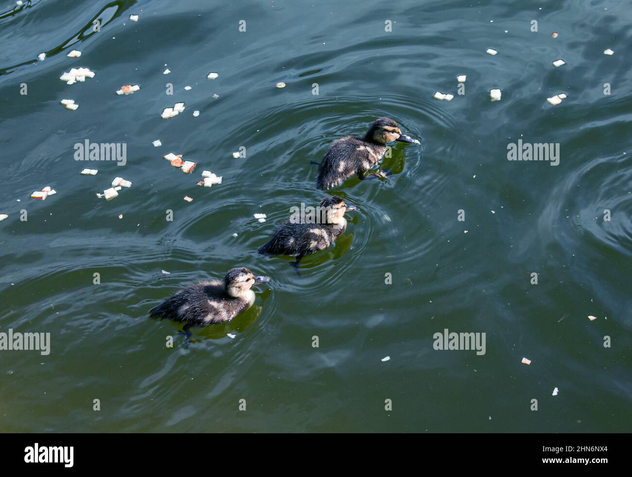 Eine Entenfamilie, eine Ente und ihre kleinen Enten schwimmen im Wasser. Die Ente kümmert sich um ihre neugeborenen Enten. Entlein sind alle zusammen Stockfoto