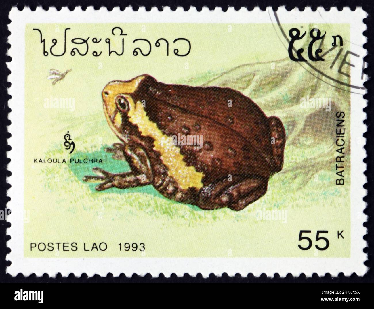 LAOS - UM 1993: Eine in Laos gedruckte Marke zeigt den gebänderten Stierfrosch, Kaloula pulchra, eine Froschart, die aus Südostasien stammt, um 1993 Stockfoto