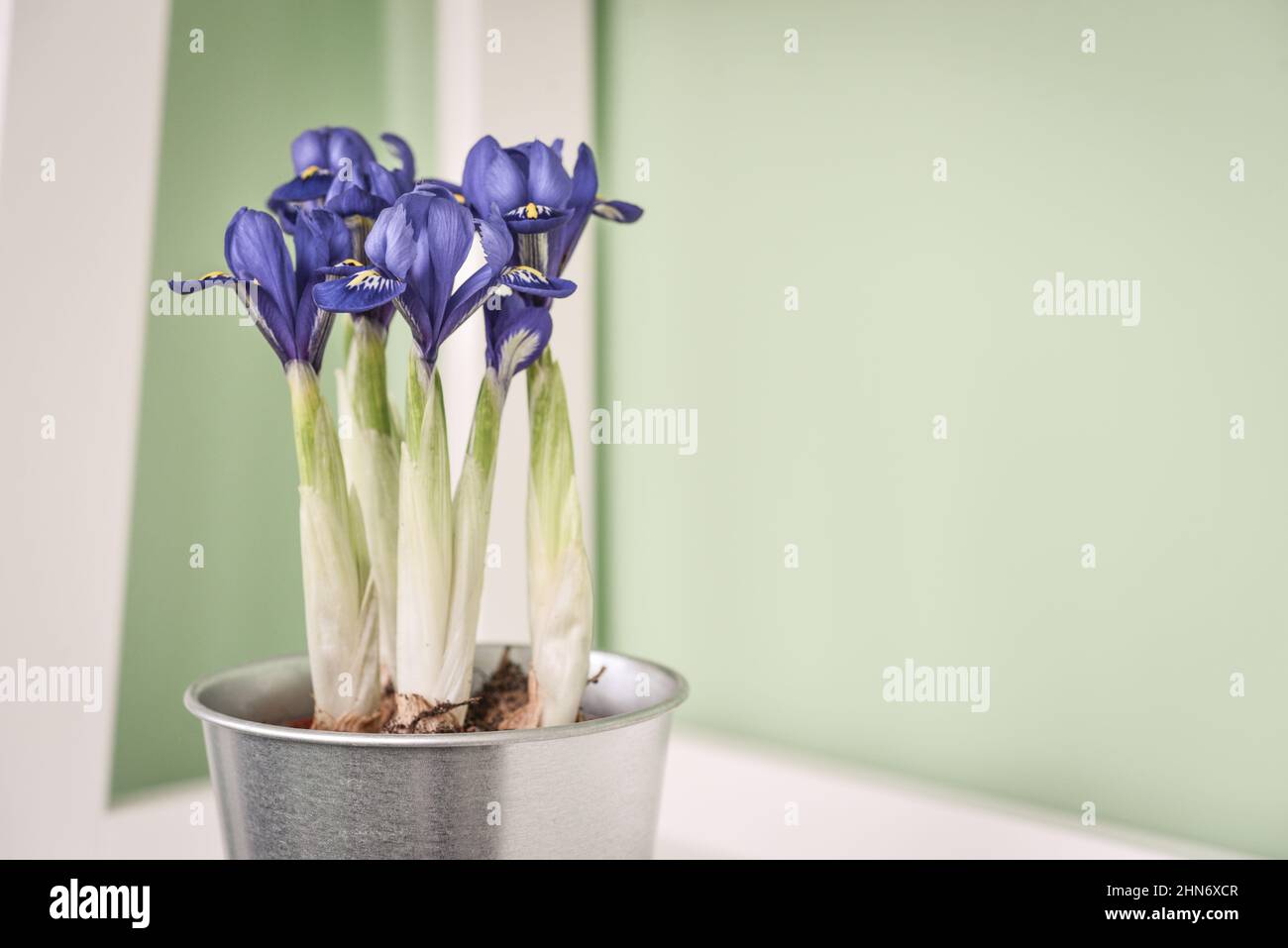 Mini-Iris Blumen in einem Topf in der häuslichen Innenansicht Stockfoto