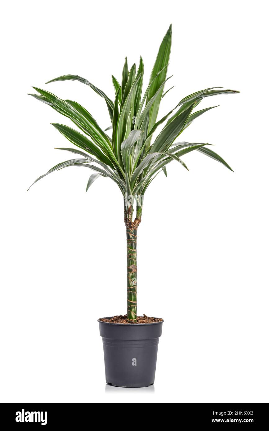 dracena houseplant Dracena marginata