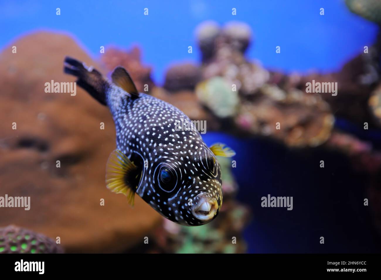 Weißfleckiger Kugelfisch (Arothron hispidus), Korallen und andere helle und farbenfrohe Bewohner des Roten Meeres. Stockfoto