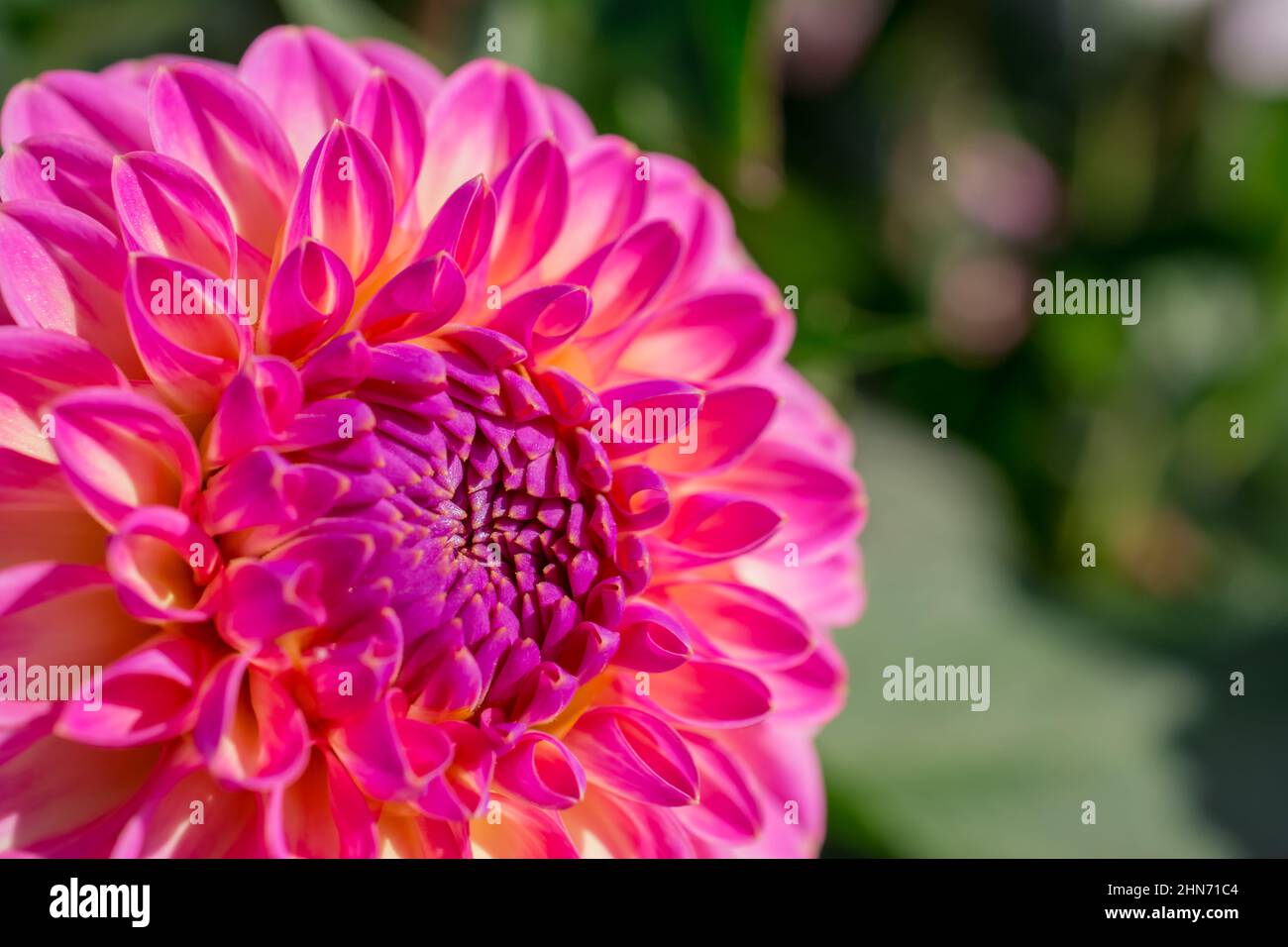 Wunderschöne Sommerdahlia-Blumen im traditionellen englischen Garten Stockfoto