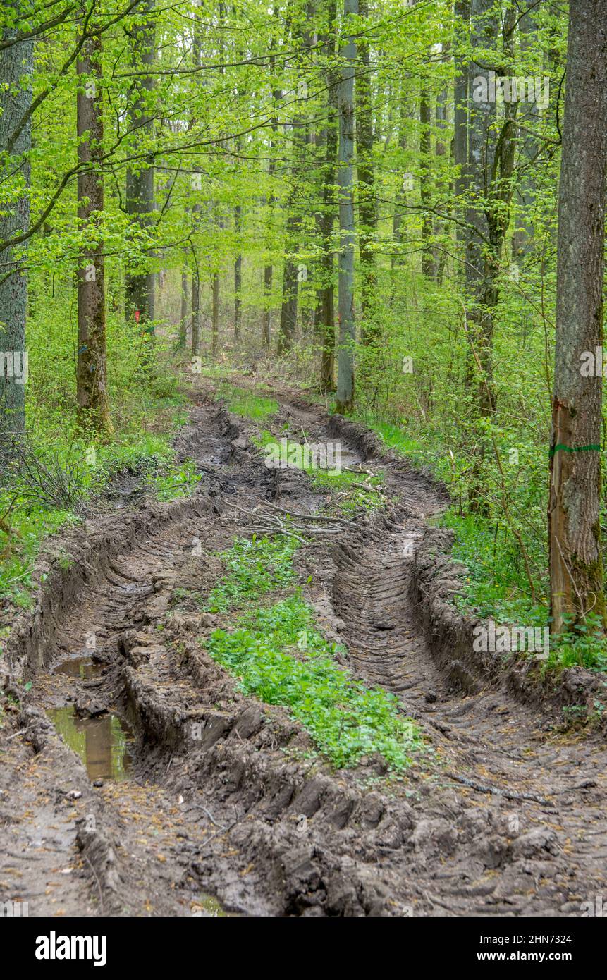 Spuren von schweren Forstmaschinen im hellen Frühlingswald Stockfoto