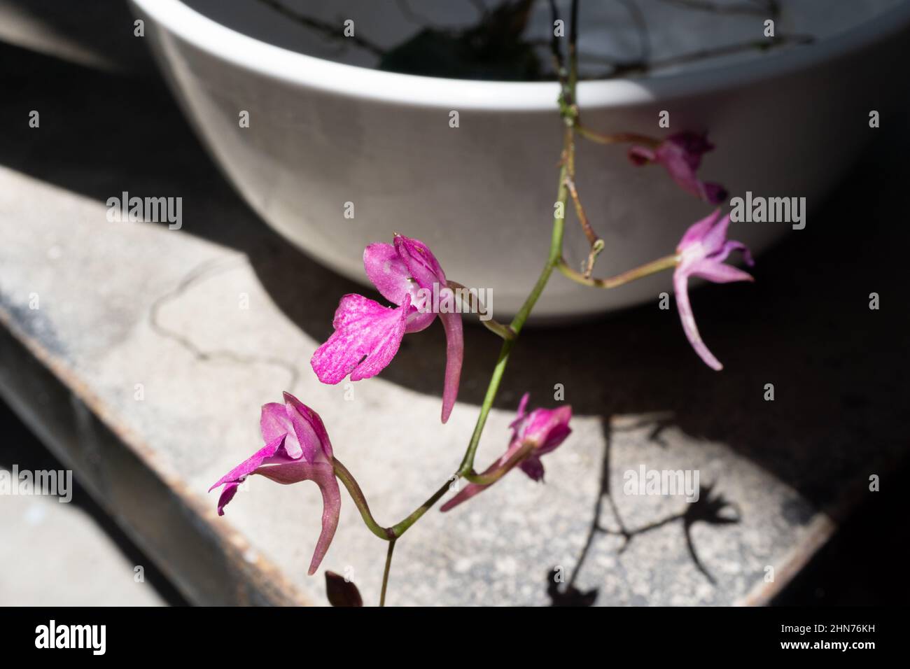 Eine neu gesammelte Orchidee von Comparettia falcata in Blüte, die vor der Pflanzung rehydriert wird. Stockfoto