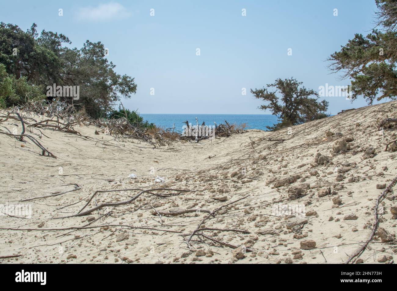Detail eines ausgetrockneten Zedernstammes, weißer Sand, Chrissi Island.Greece Stockfoto