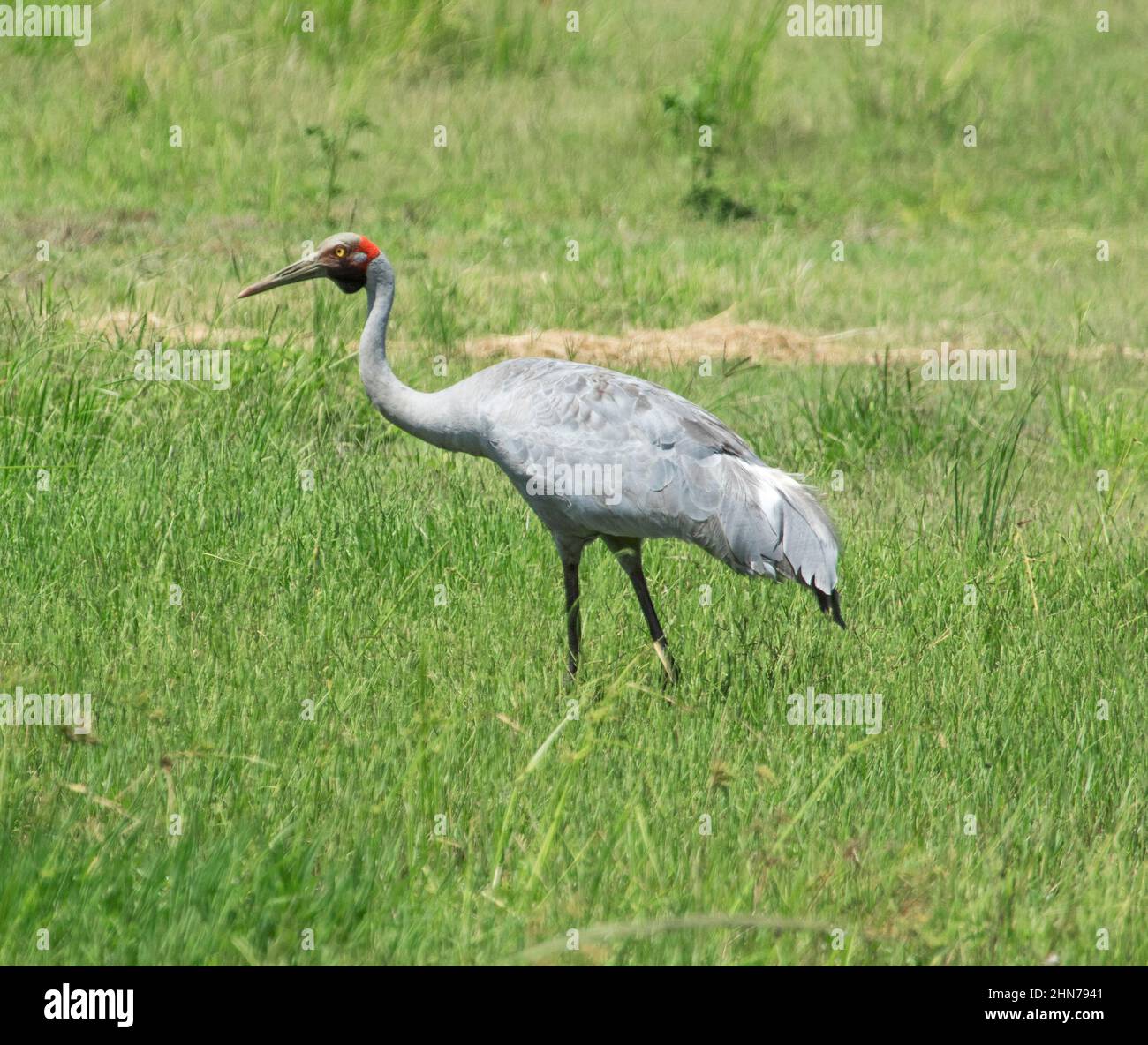 Großer und schöner australischer Vogel, Brolga, Grus rubicunda, Native Companion / Australischer Kranich, der auf grüner Weide steht Stockfoto