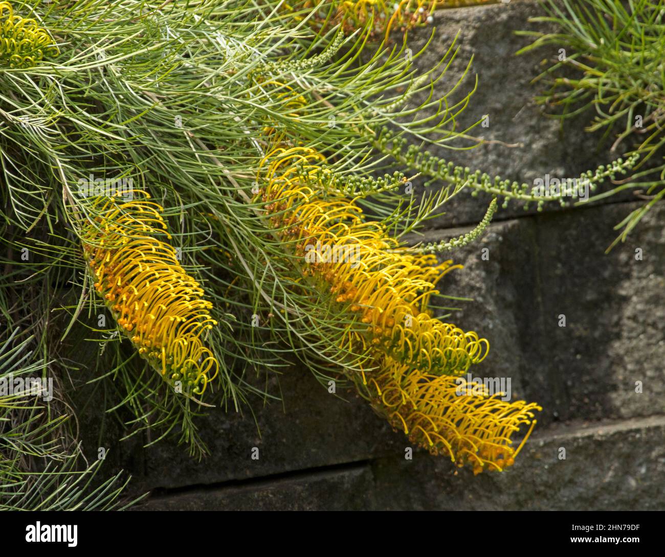 Große gelbe Blüten und grünes Laub des niederen Strauches, Grevillea 'Golden Lyre', eine australische einheimische Art Stockfoto