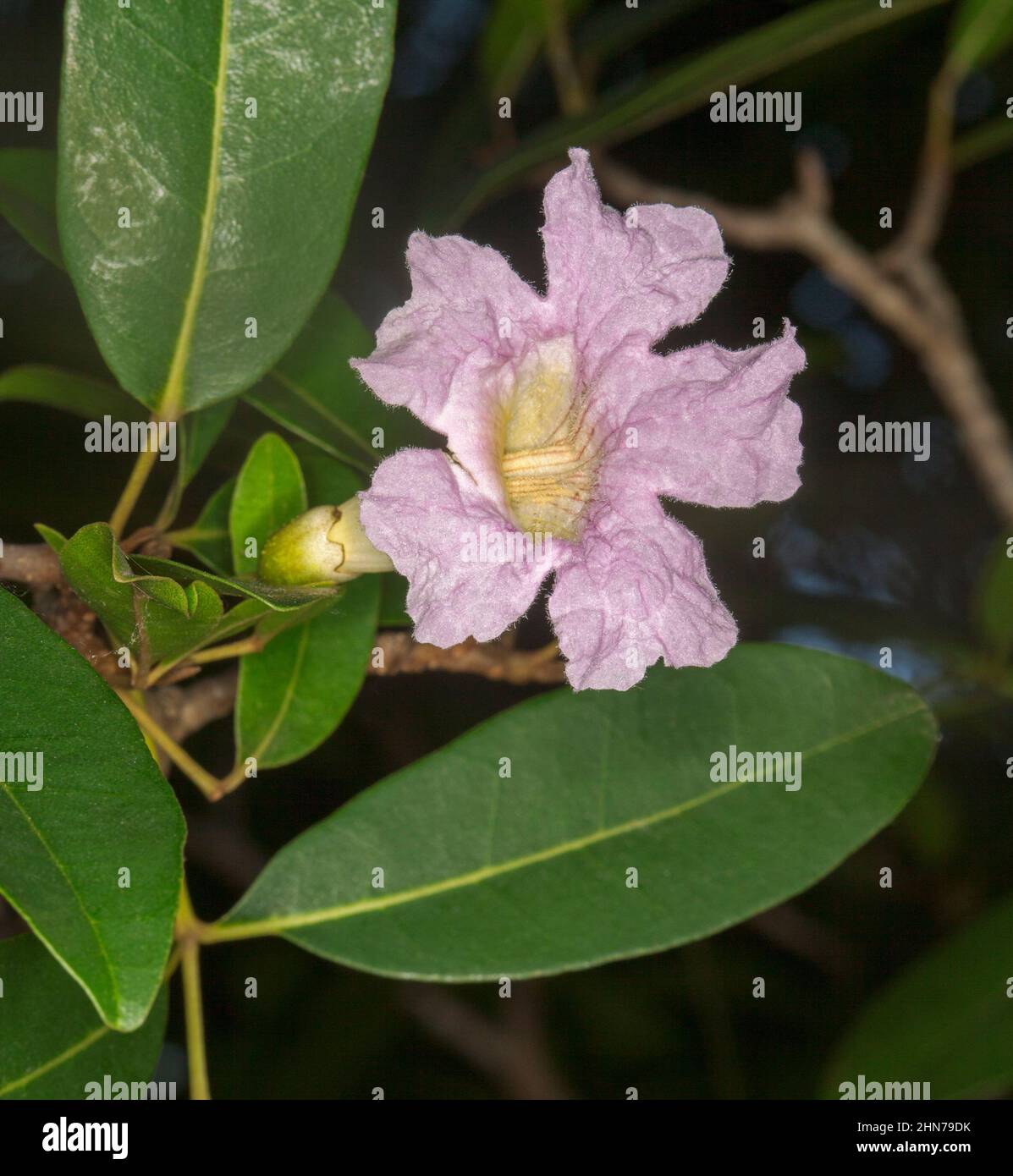 Blassrosa parfümierte Blume eines immergrünen Baumes, Radermachera yunnanensis 'Duftige Kaiserin' auf dem Hintergrund hellgrüner Blätter Stockfoto