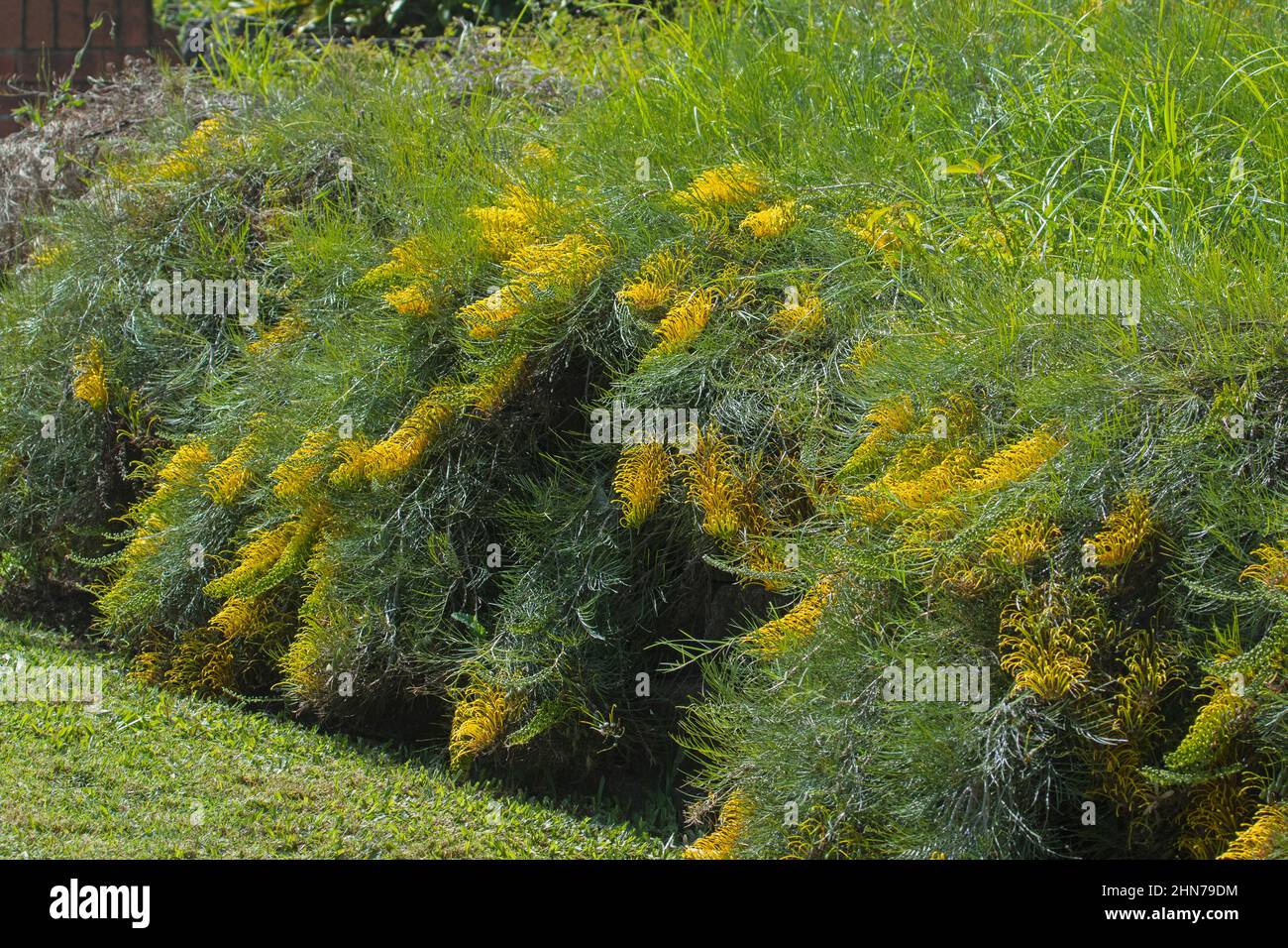 Große gelbe Blüten und grünes Laub des niederen Strauch, Grevillea 'Golden Lyre', eine australische einheimische Art, die über Bank / Wand im Garten verschüttet wird Stockfoto