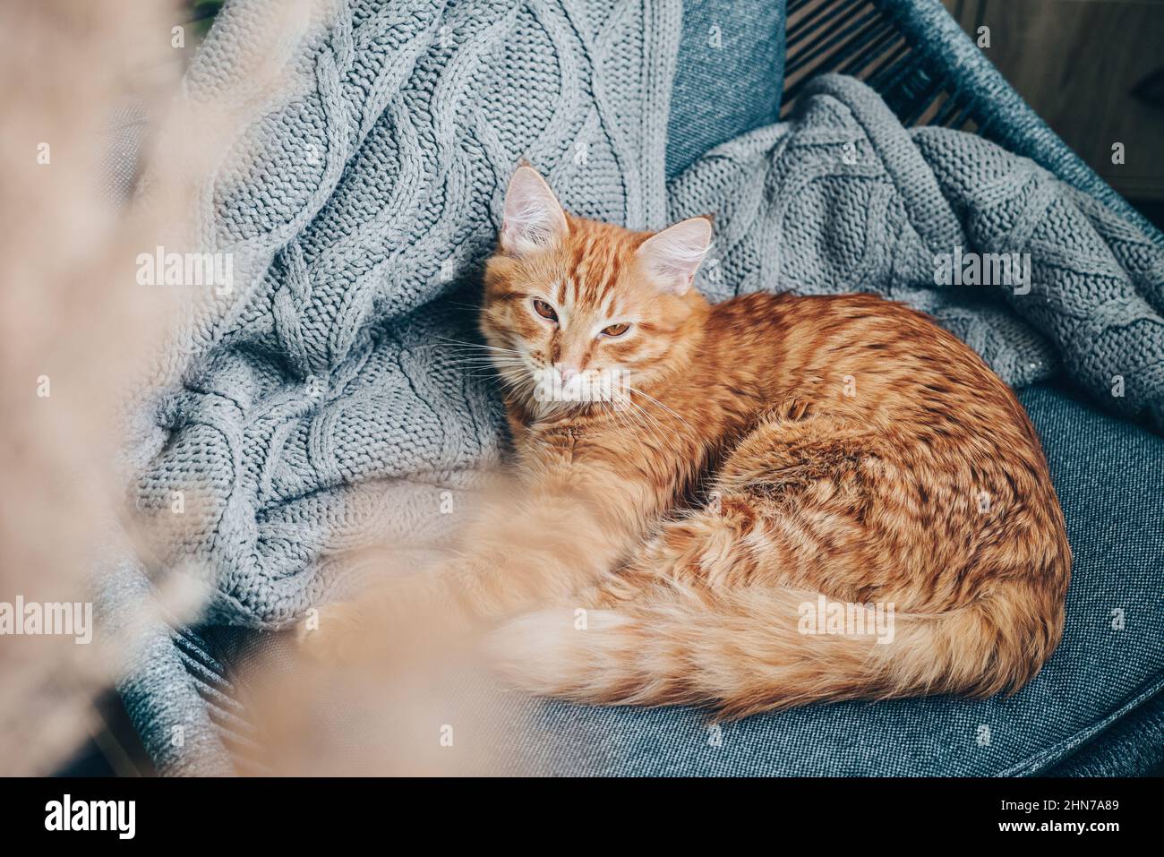 Niedliche Ingwer-Katze schläft zu Hause auf einem Sessel Stockfoto