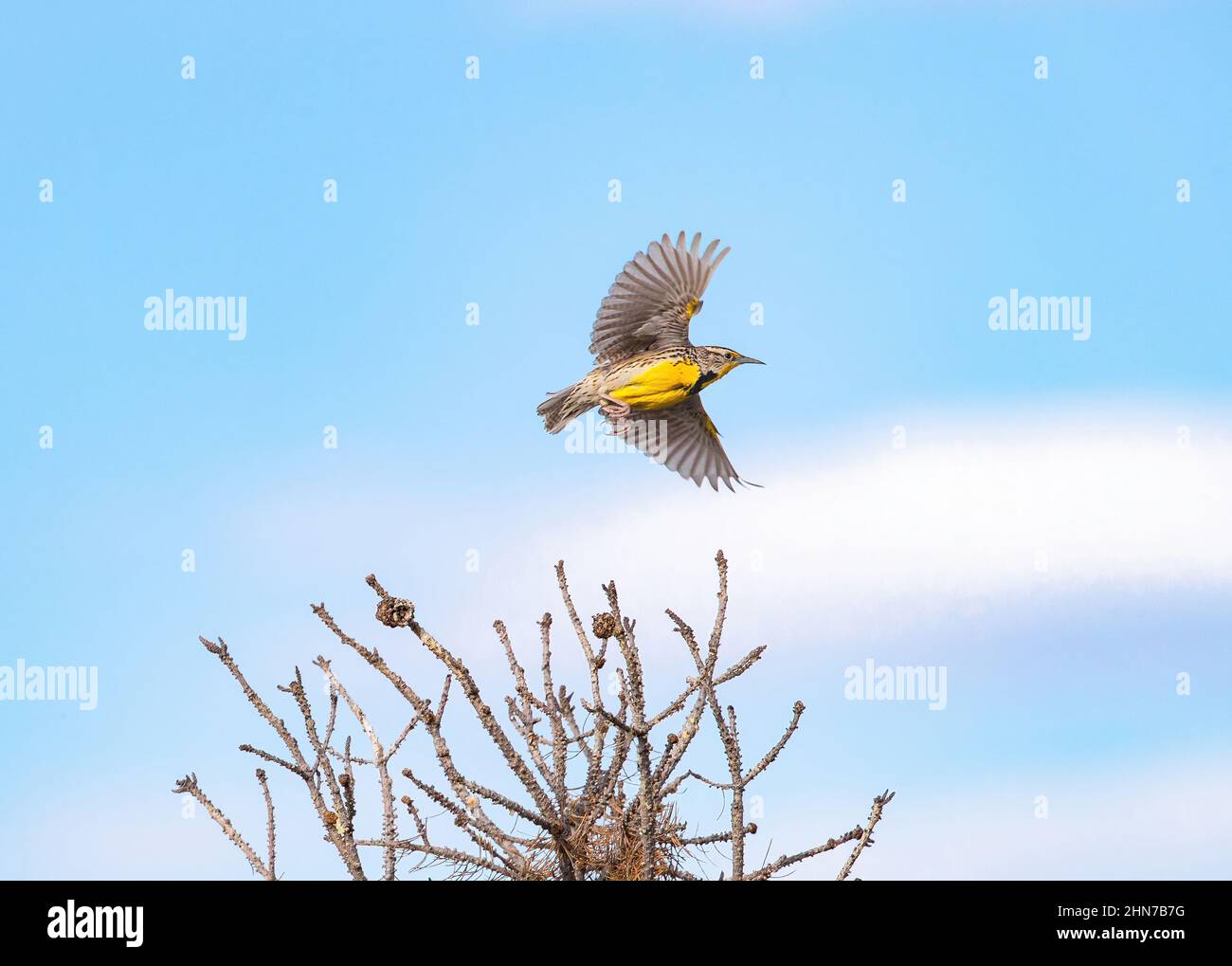 Eine westliche Meadowlerche mit ausgebreiteten Flügeln und in Füßen versteckt, die aus einer verwitterten Kiefer vor einem wunderschönen blauen Himmel mit weißen Wolken fliegt. Stockfoto