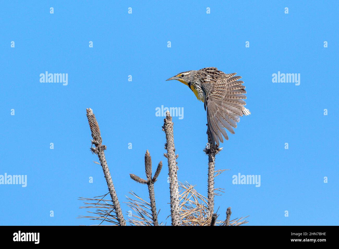 Nahaufnahme eines Westmeadowlerchen, der einen schönen, vollen Abschnitt seines Frontflügels vor einem tiefblauen Himmel vor dem Hintergrund macht. Stockfoto