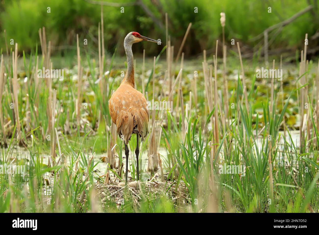 Sandhill Kran auf Nest mit Eiern Stockfoto