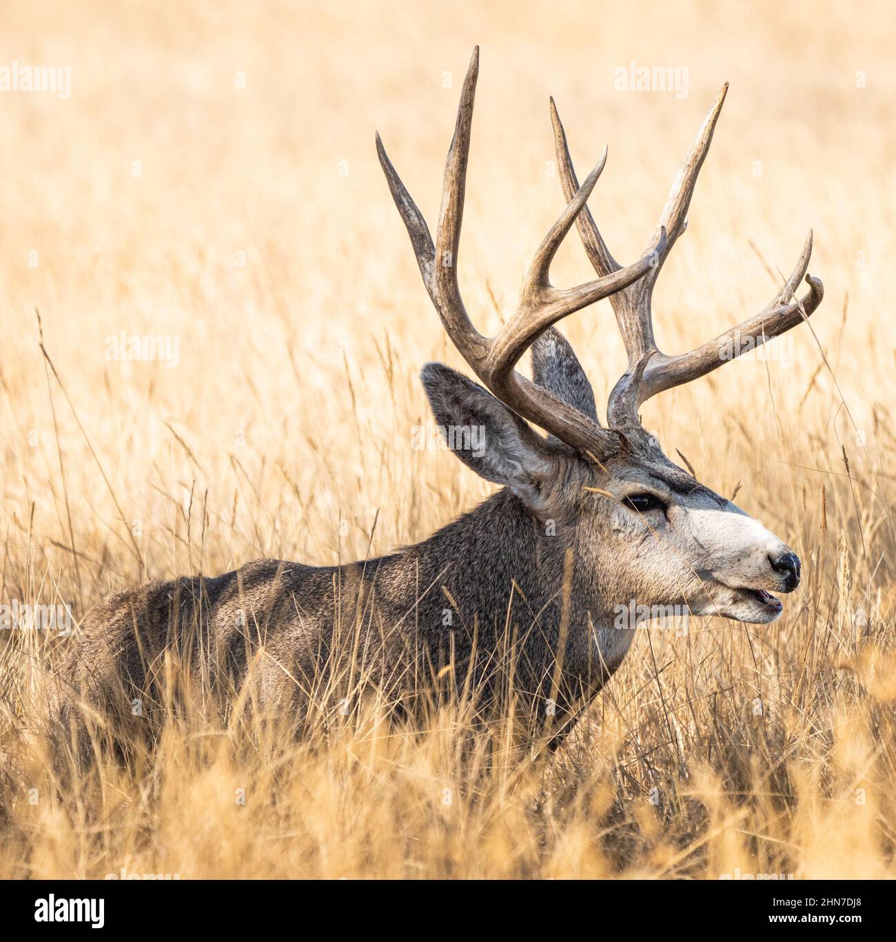 Nahaufnahme Porträt eines Mule-Hirsch-Bucks in Ruhe in einem goldgrünen Herbstfeld. Stockfoto