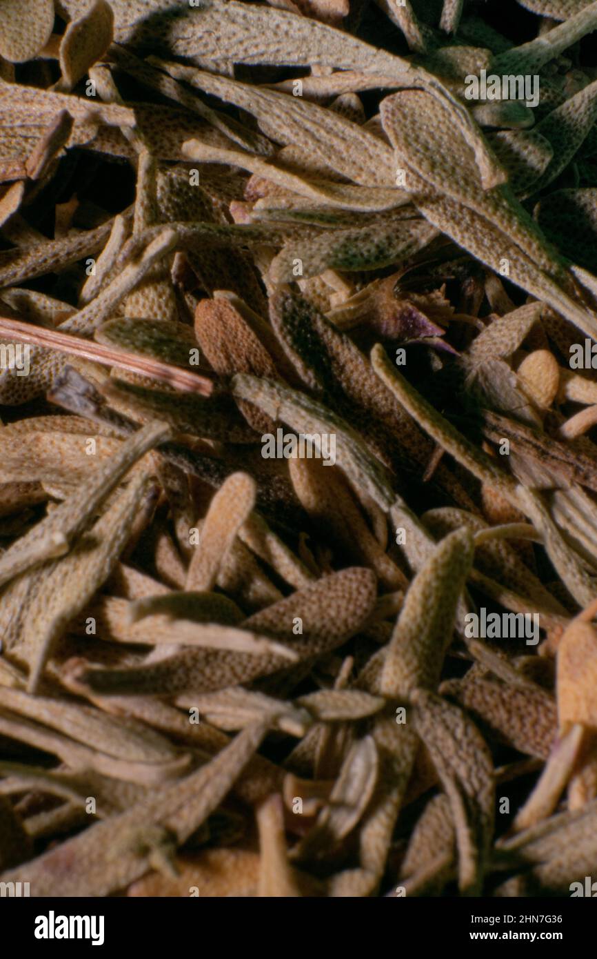 Lebensmittel Gewürze Nahaufnahme Fotografie, Aromen von kulturellen Speisen. Kochen mit Geschmack. Thymian-Gewürz. Stockfoto