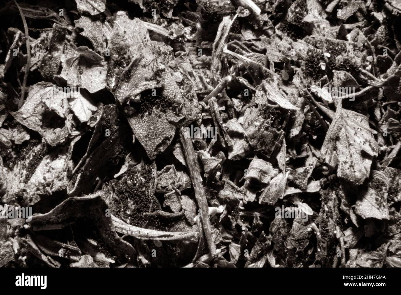 Organic Death Schwarz-Weiß-Tapete oder Grunge-Textur.Death.Schwarz und Weiß. Kleine Eier und acarus. Stockfoto