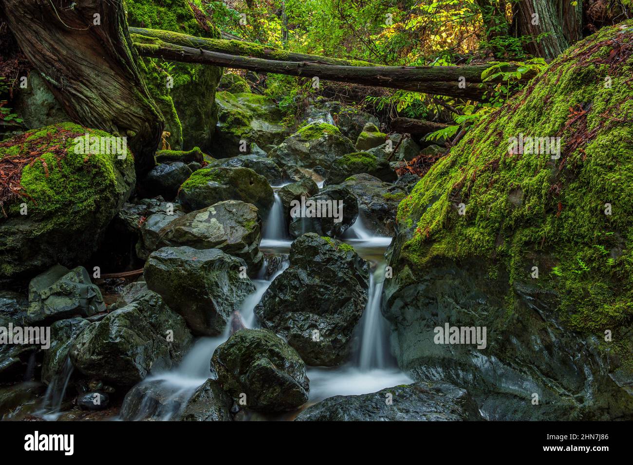 Redwood Creek, Mount Tamalpais State Park, Marin County, Kalifornien Stockfoto