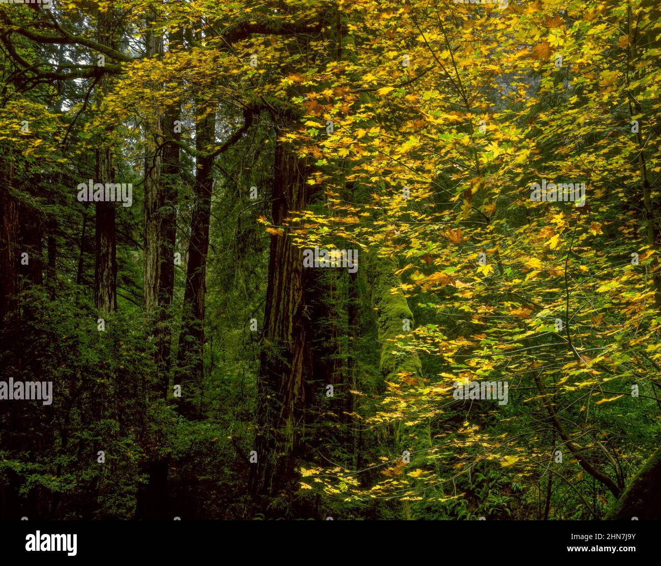 Großer Blattahorn, Redwoods, Sequoia sempervirens, Muir Woods National Monument, Marin County, Kalifornien Stockfoto