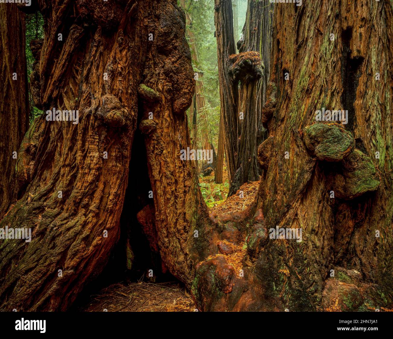 Redwood Trunks, Sequoia Sempervirens, Muir Woods National Monument, Marin County, Kalifornien Stockfoto
