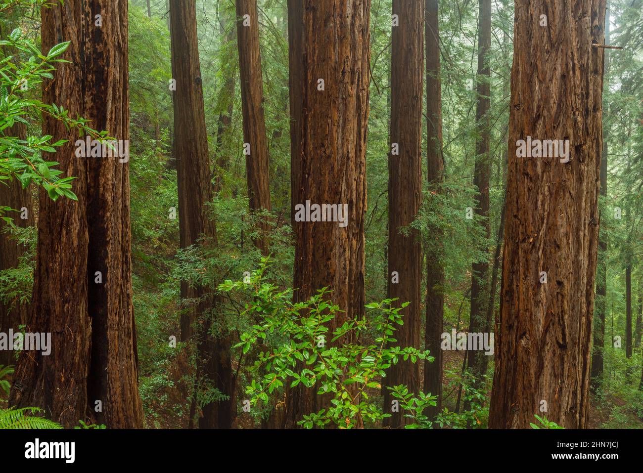 Redwoods, Sequoia sempervirens, Muir Woods National Monument, Marin County, Kalifornien Stockfoto