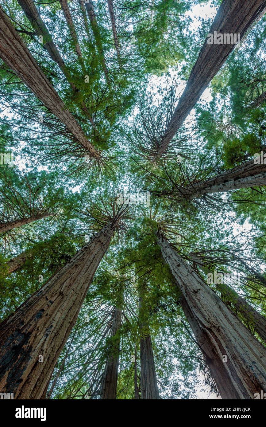 Kathedrale Ring, Mammutbäume, Sequoia Sempervirens, Muir Woods National Monument, Marin County, Kalifornien Stockfoto