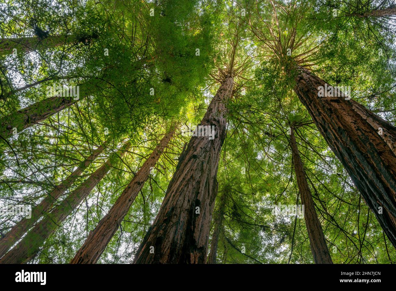 Kathedrale Ring, Mammutbäume, Sequoia Sempervirens, Muir Woods National Monument, Marin County, Kalifornien Stockfoto