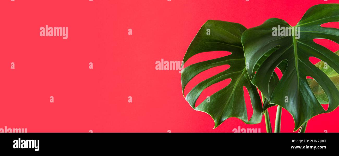 Grüne Blätter von Monstera deliciosa auf farbenprächtigem rosa Hintergrund. Trendige tropische Pflanze. Sommerhintergrund für Design. Bannerformat Stockfoto