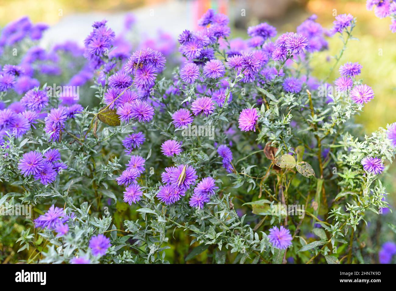 Sonniger Hintergrund mit vielen kleinen lila Astern pom pom Stockfoto