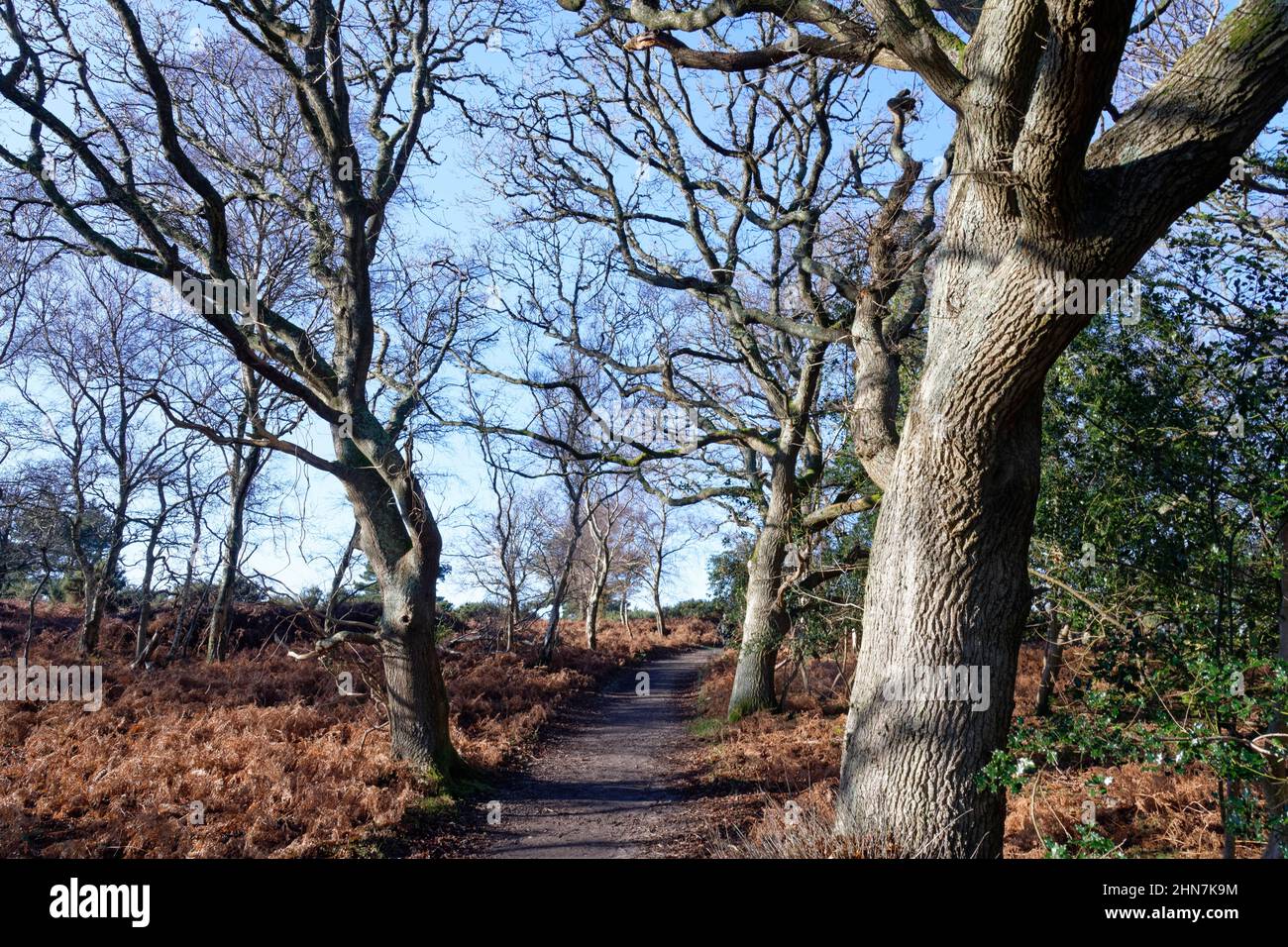 Pfad durch englische Eiche Quercus robur, uralter Wald im Winter, RSPB Arne Nature Reserve, Dorset, UK, Januar Stockfoto