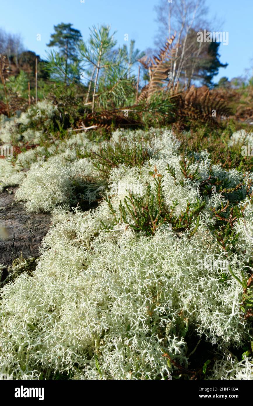 Rentiermoosflechten (Cladonia portentosa), die auf Heide um einen Nadelbaumstumpf wachsen, RSPB Arne Nature Reserve, Dorset, UK, Januar. Stockfoto