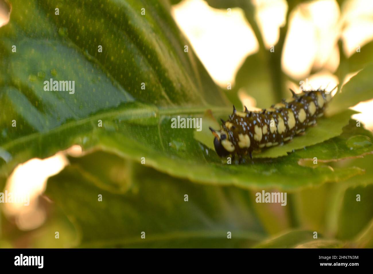 Hungrige Raupe Stockfoto