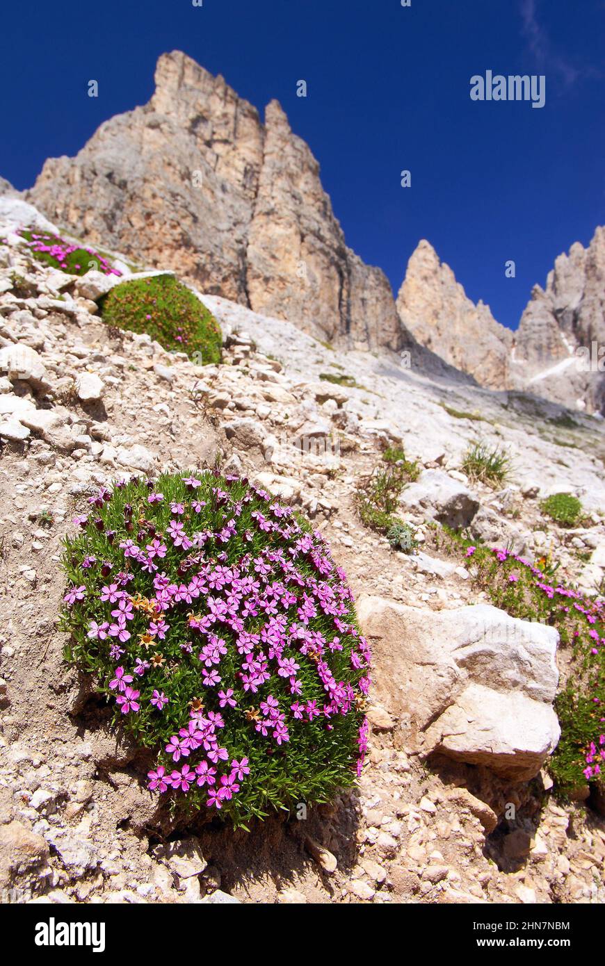 Stangelloses leimkraut - silene acautis - silene a cuscinetto - Pale di san martino dolomiti italien Stockfoto