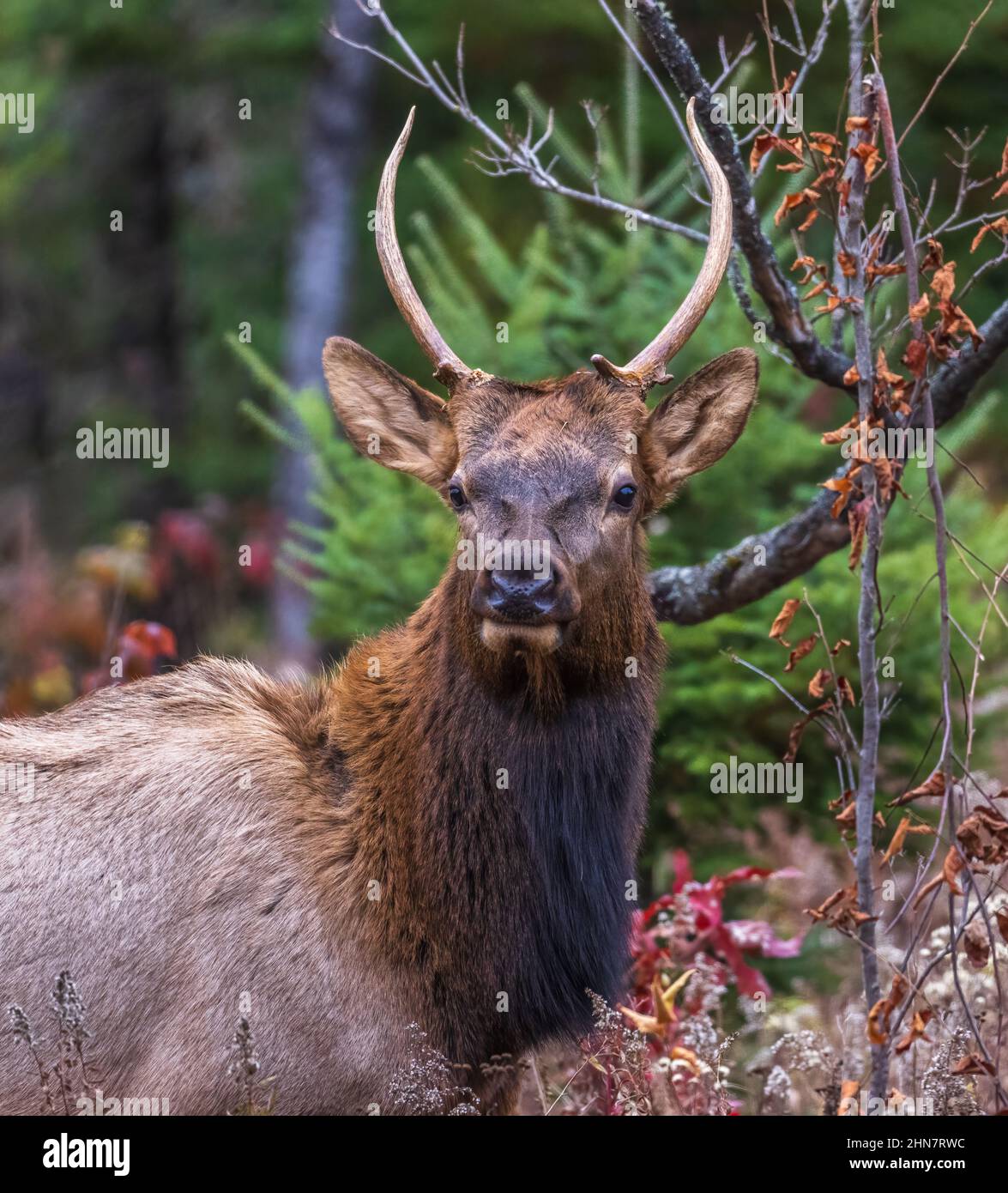 Spike Elk in Clam Lake, Wisconsin. Stockfoto