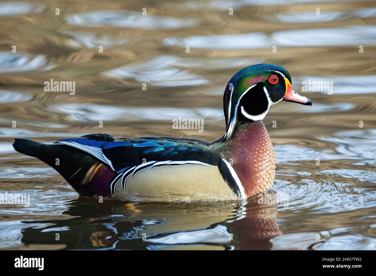 Nahaufnahme des Porträts der bunten Holzente auf dem Wasser Stockfoto
