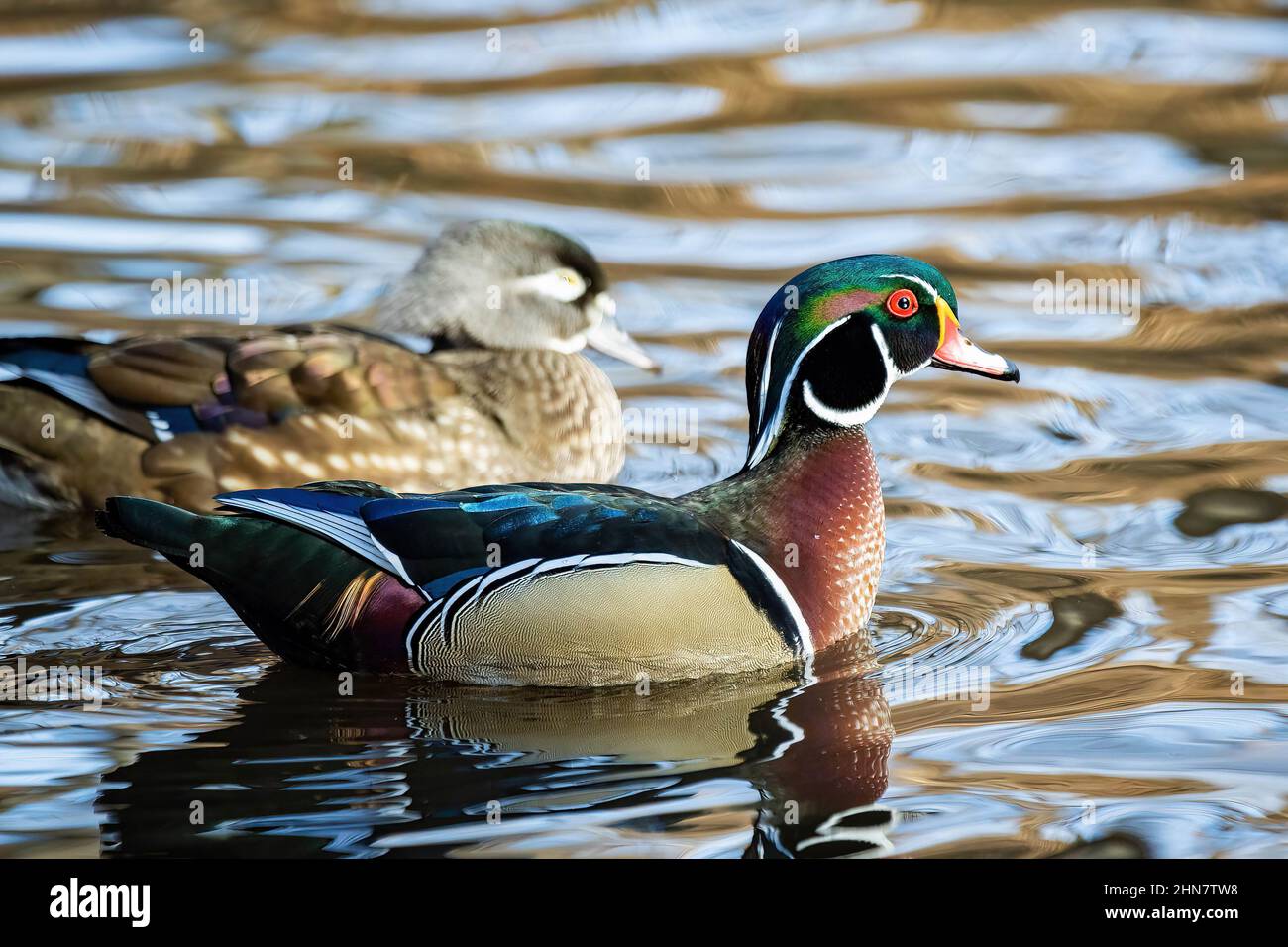 Nahaufnahme niedlichen Paar Holzente auf dem Wasser am Tag Stockfoto