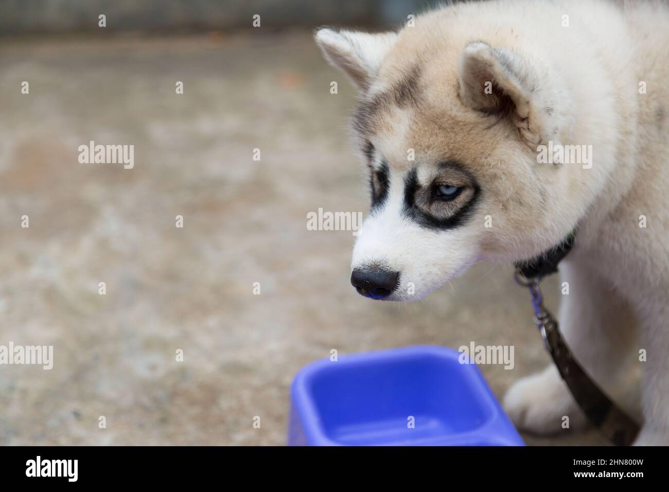 Sibirischer Husky-Welpe, der aus einer Schale mit Zementhintergrund isst Stockfoto