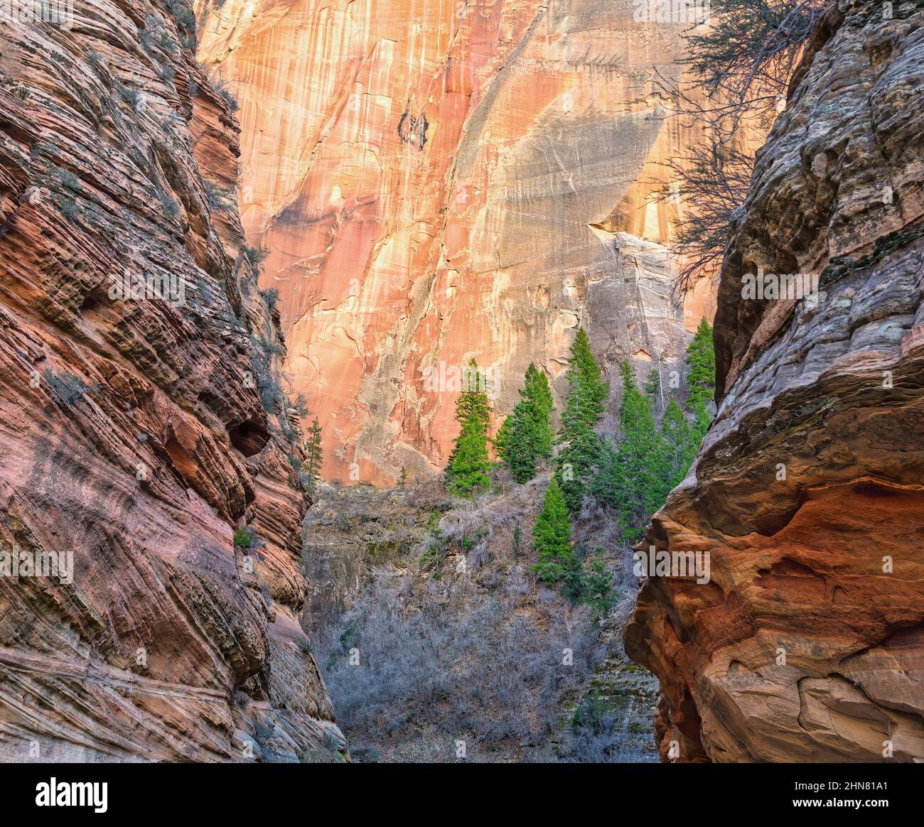 Zion Nationalpark, Utah Stockfoto