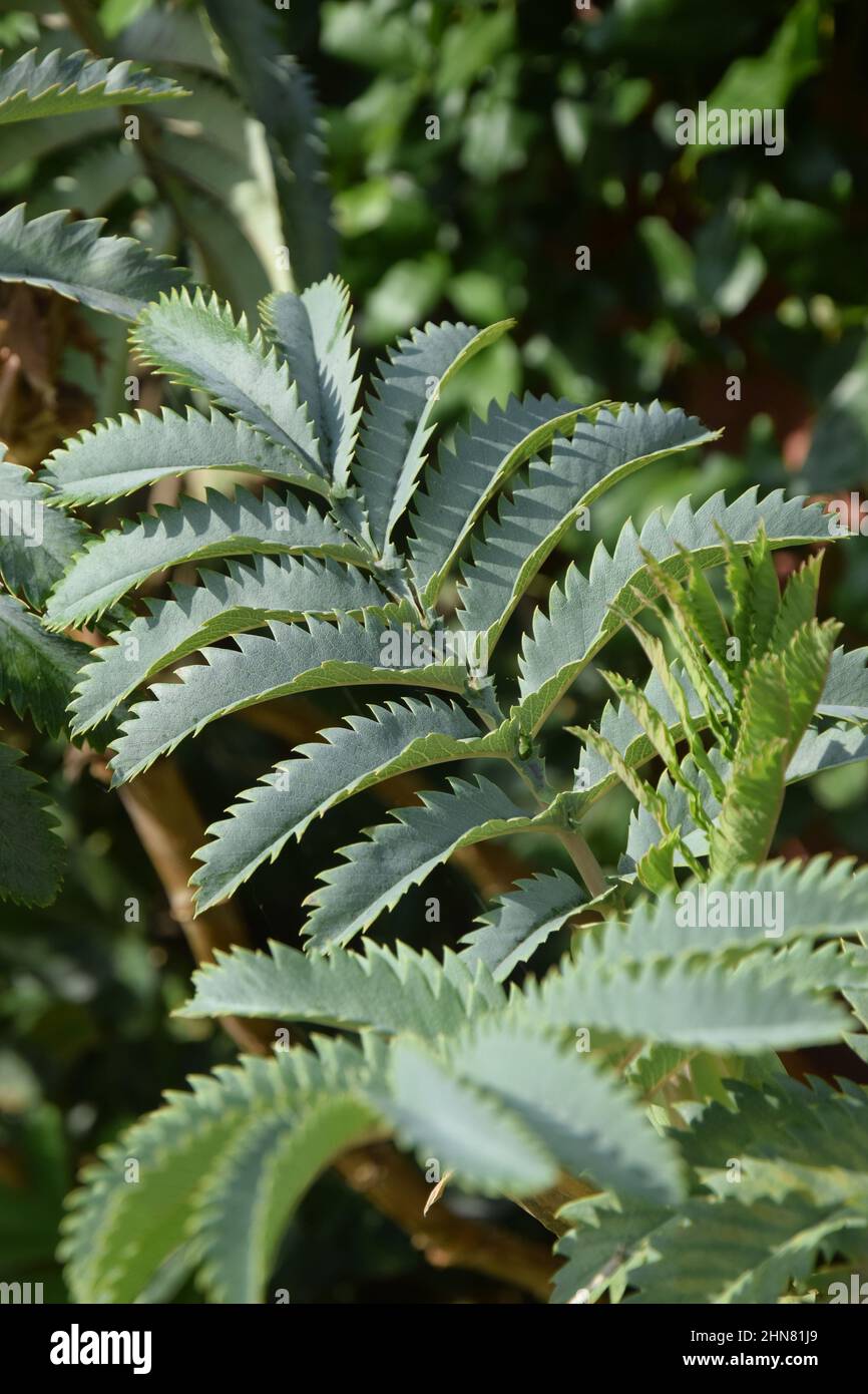 Melianthus große Blätter Stockfoto