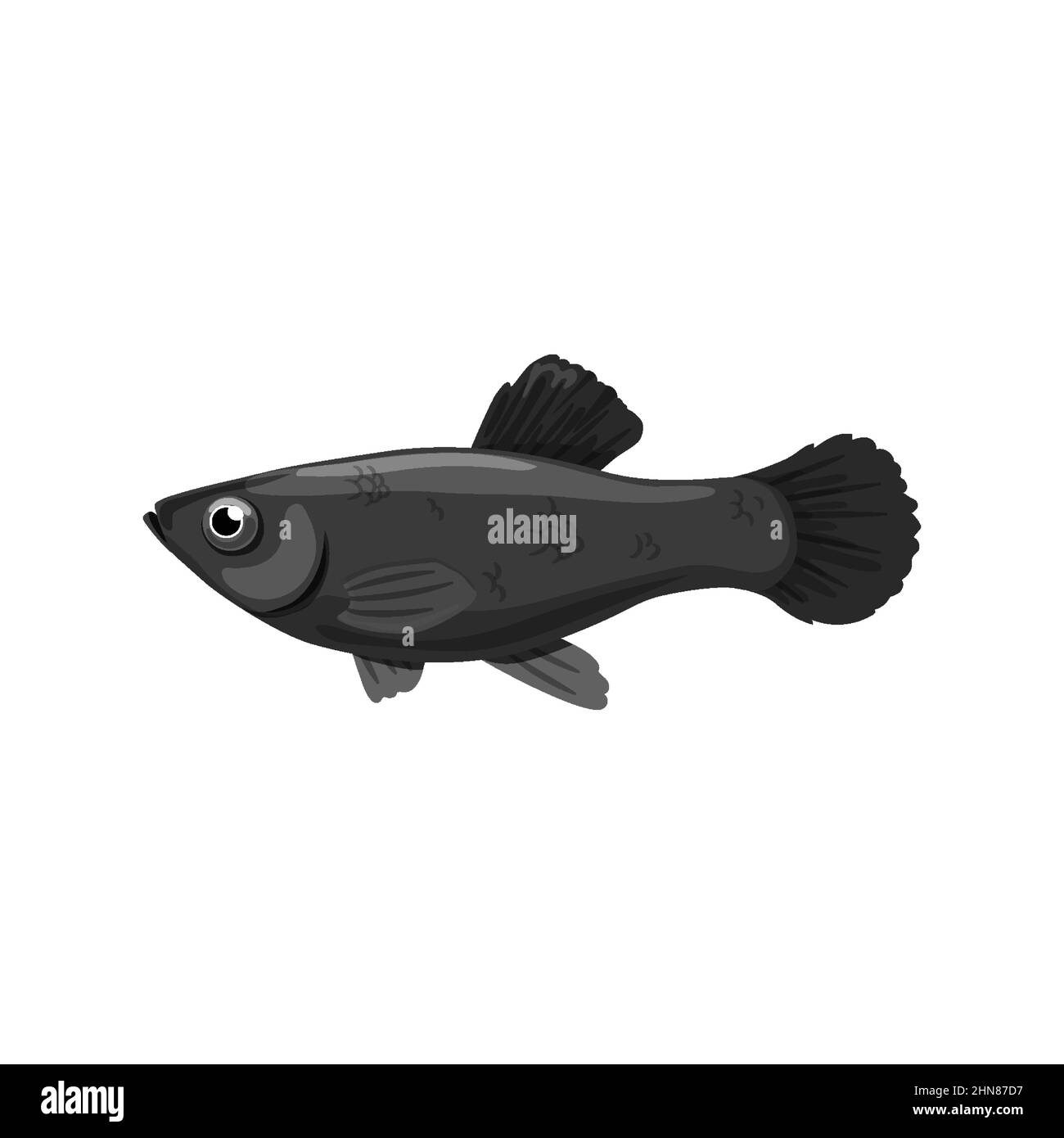 Schwarze molly Süßwasserfische isoliert auf weißem Hintergrund. Realistischer Style Stock Vektor
