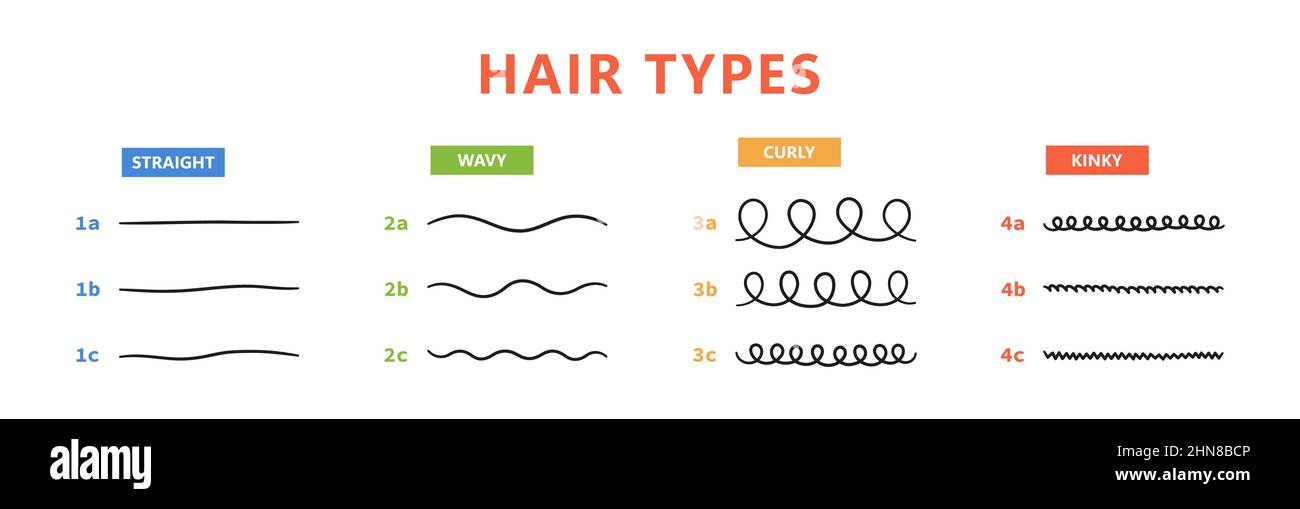 Klassifizierung der Haartypen - gerade, wellig, lockig, verworrend. Schema der verschiedenen Arten von Haaren. Lockiges Mädchen Methode. Vektorgrafik auf Weiß Stock Vektor