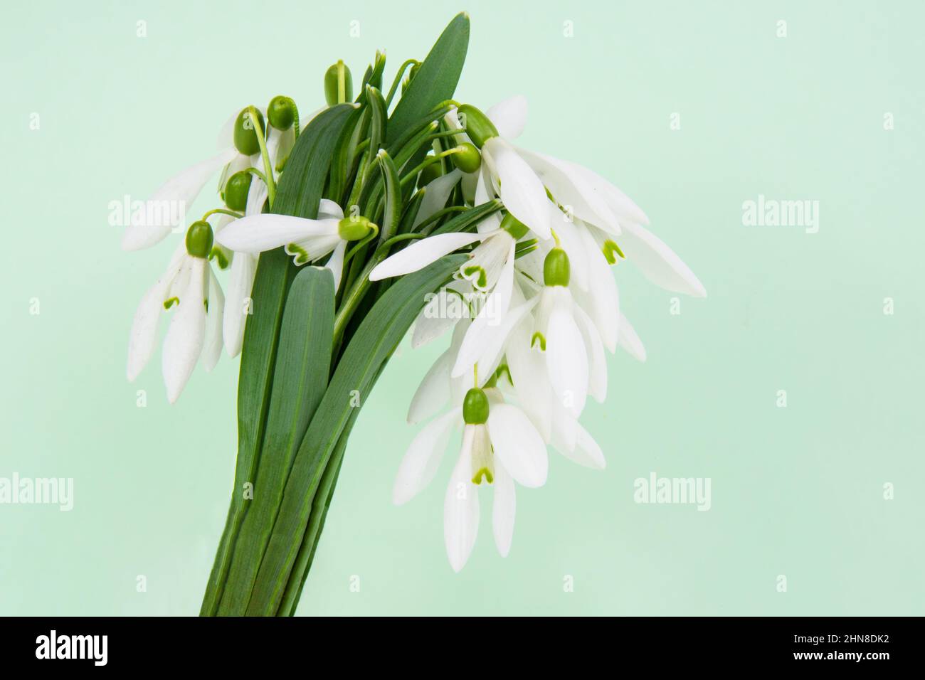 Schöne frische Schneeglöckchen Blumen Frühling auf hellgrünem Hintergrund Stockfoto