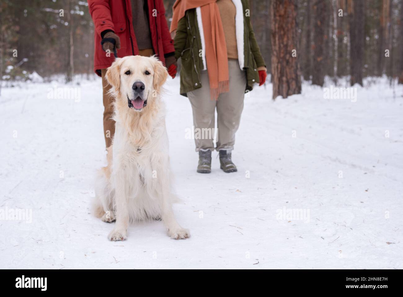Nahaufnahme von labrador, der auf Schnee sitzt und die Kamera anschaut, während er im Freien mit seinen Besitzern im Hintergrund läuft Stockfoto
