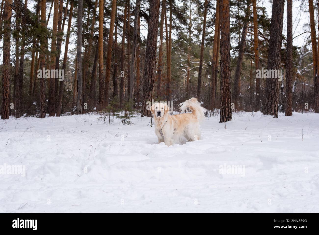 Porträt einer reinrassigen Hündin, die während ihres Spaziergangs im Winterwald auf die Kamera schaut, die zwischen Bäumen steht Stockfoto