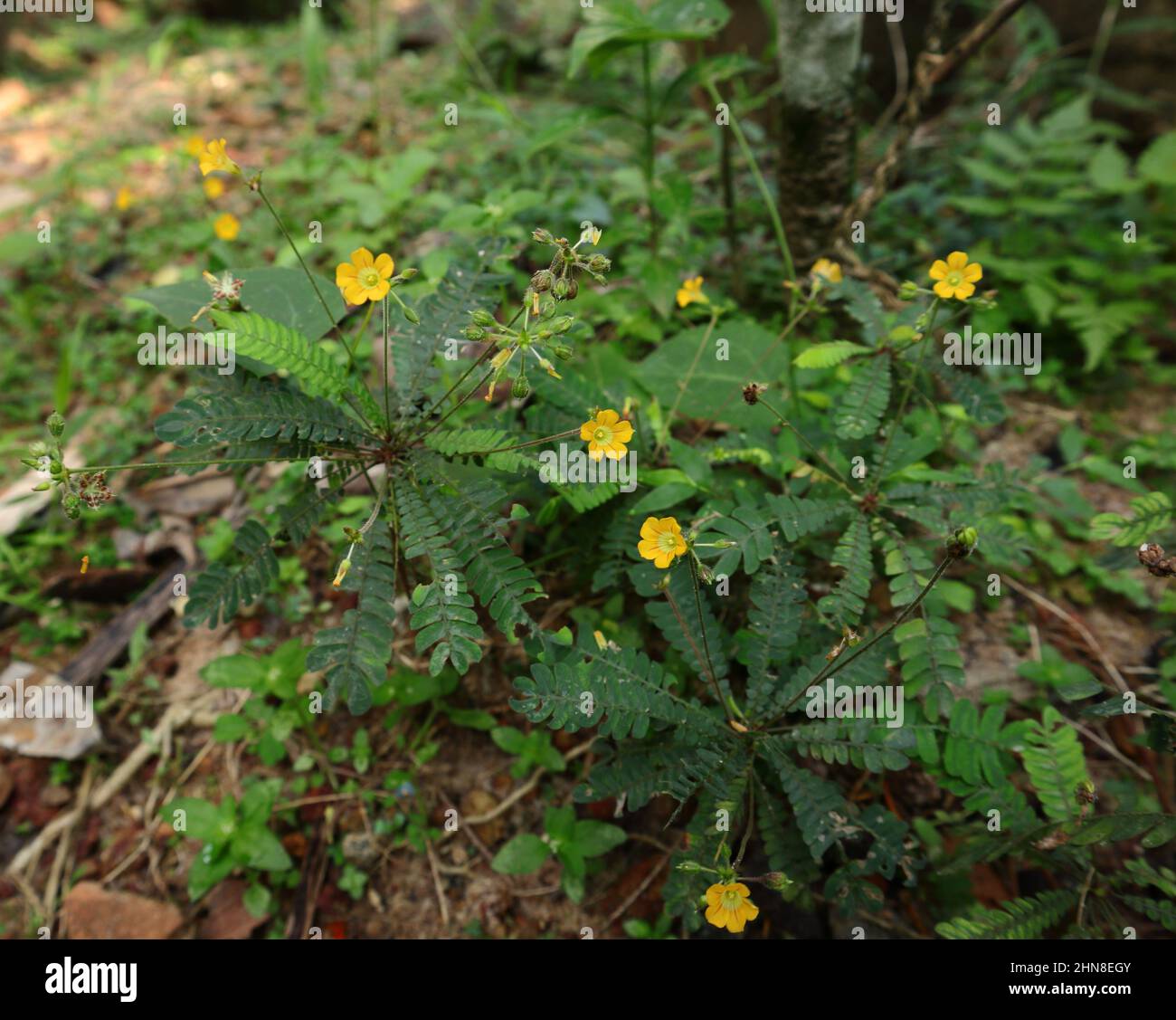 Kleine gelbe Blüten und Samen der Biophytum Reinwardtii Pflanze Stockfoto