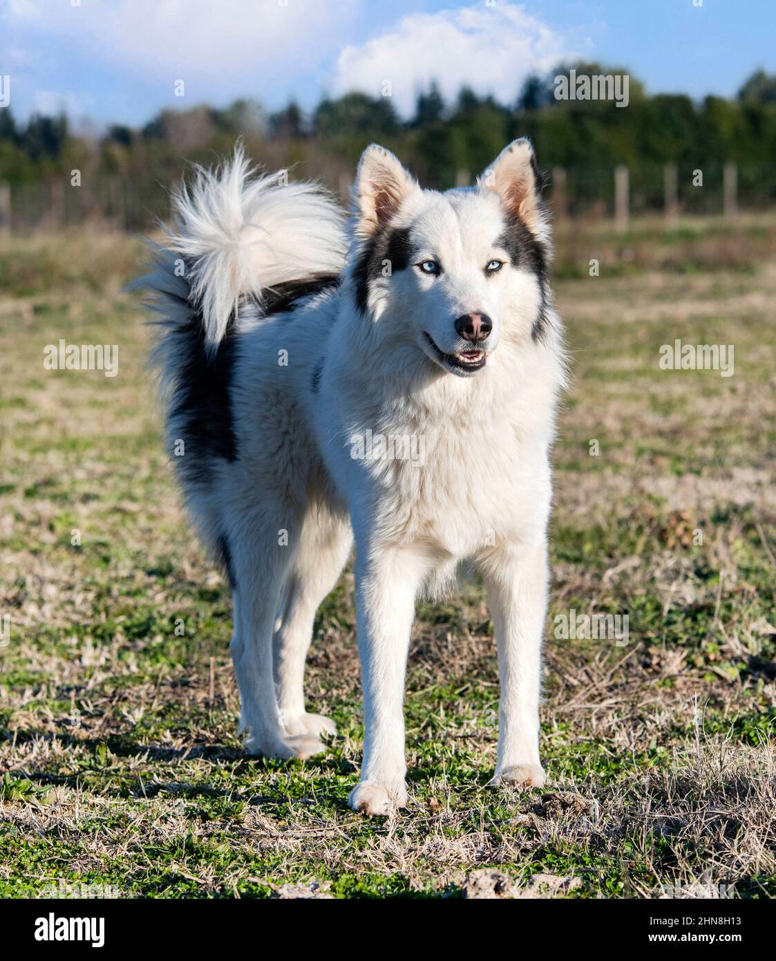 Jakutian Laika vor einem Naturhintergrund Stockfoto