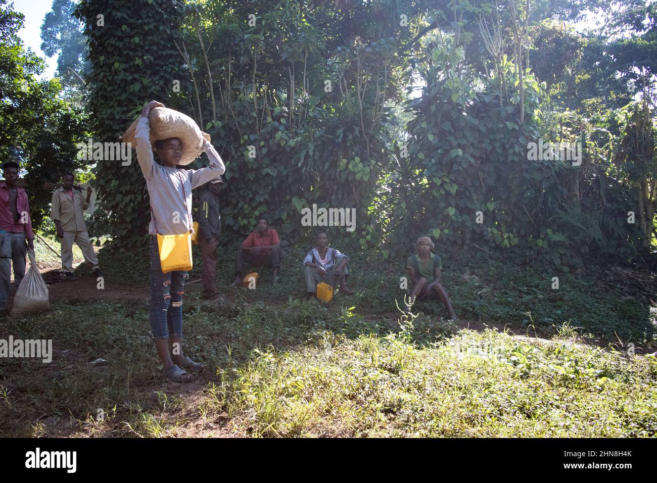 Kinder arbeiten auf einer Kaffeefarm, Äthiopien Stockfoto