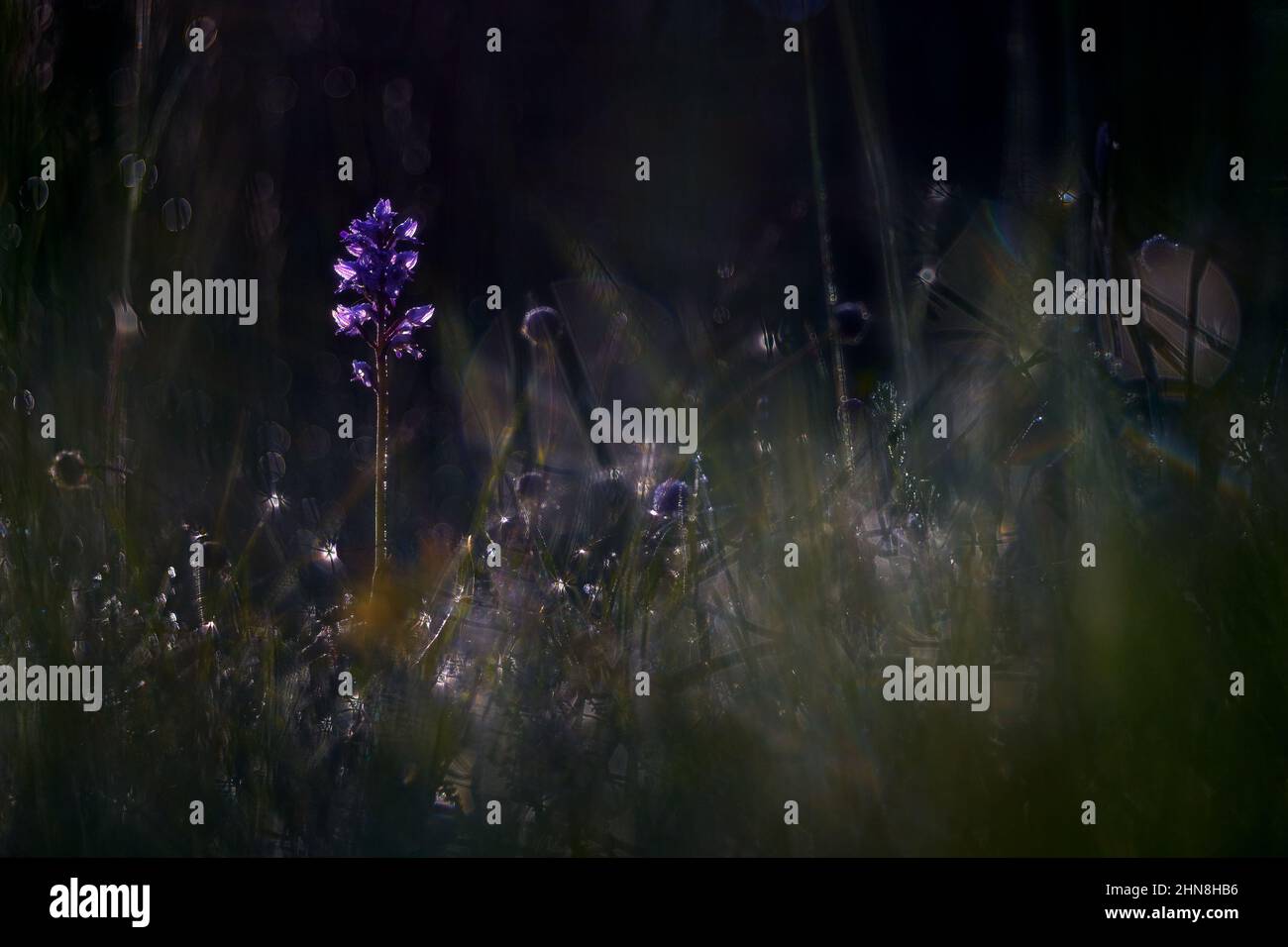 Orchis militaris, militärische Orchidee, blühende europäische terrestrische Wildorchidee, Lebensraum Natur, Detail der Blüte mit grünem klarem Hintergrund, Tschechisch. Stockfoto