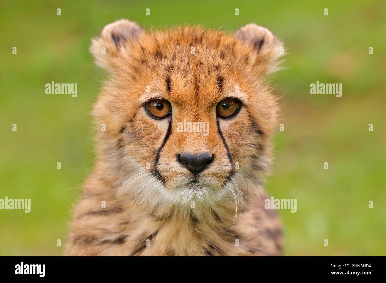 Cheetah, Porträt von niedlichen jungen Babe. Nahaufnahme des jungen Fellmantels. Schnellstes Säugetier des Landes, Kgalagadi, Botswana. Wildlife-Szene aus afrikanischem na Stockfoto